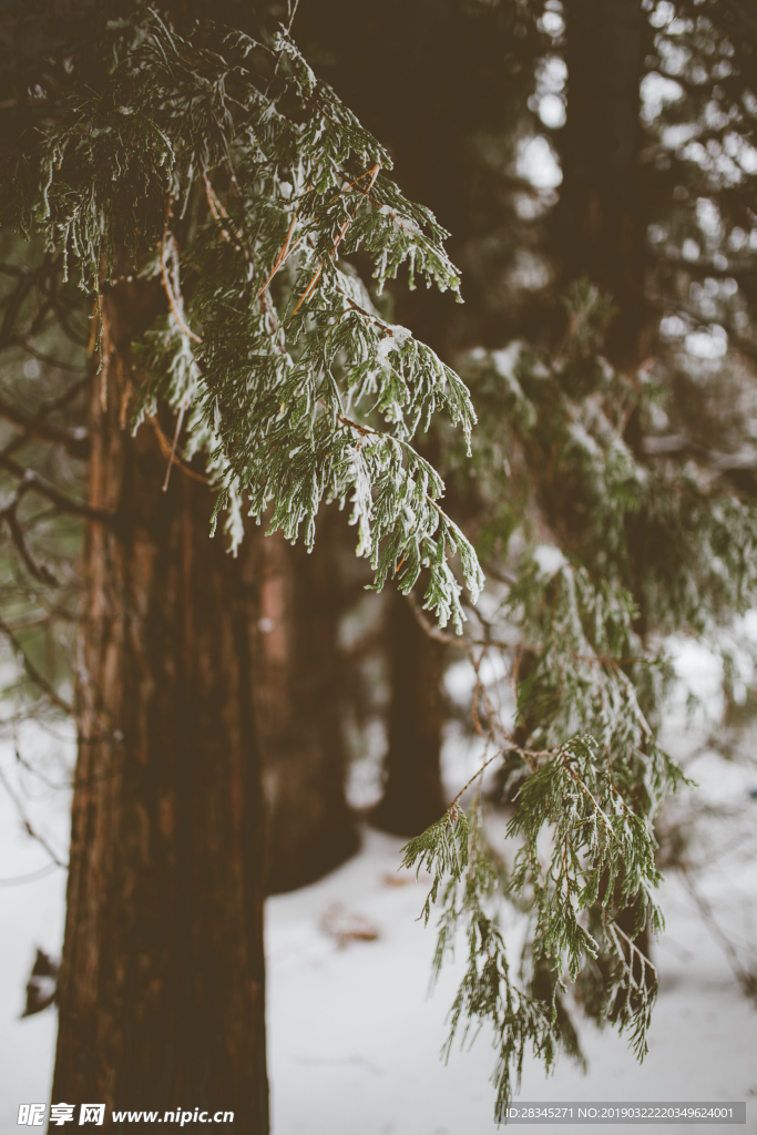 雪景