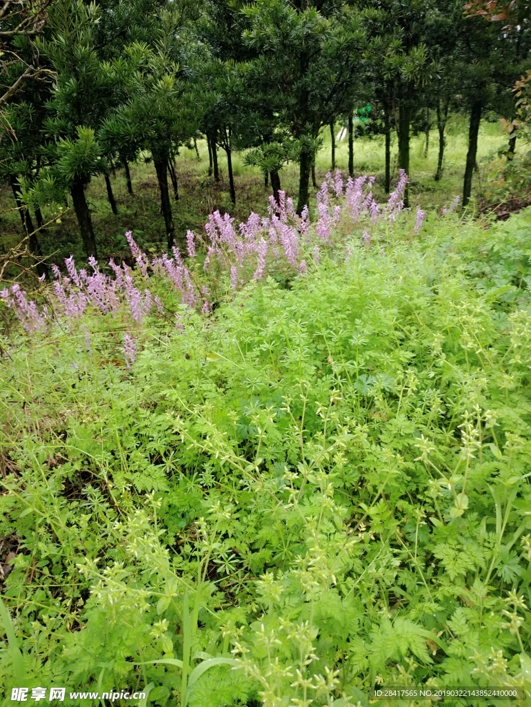 野花
