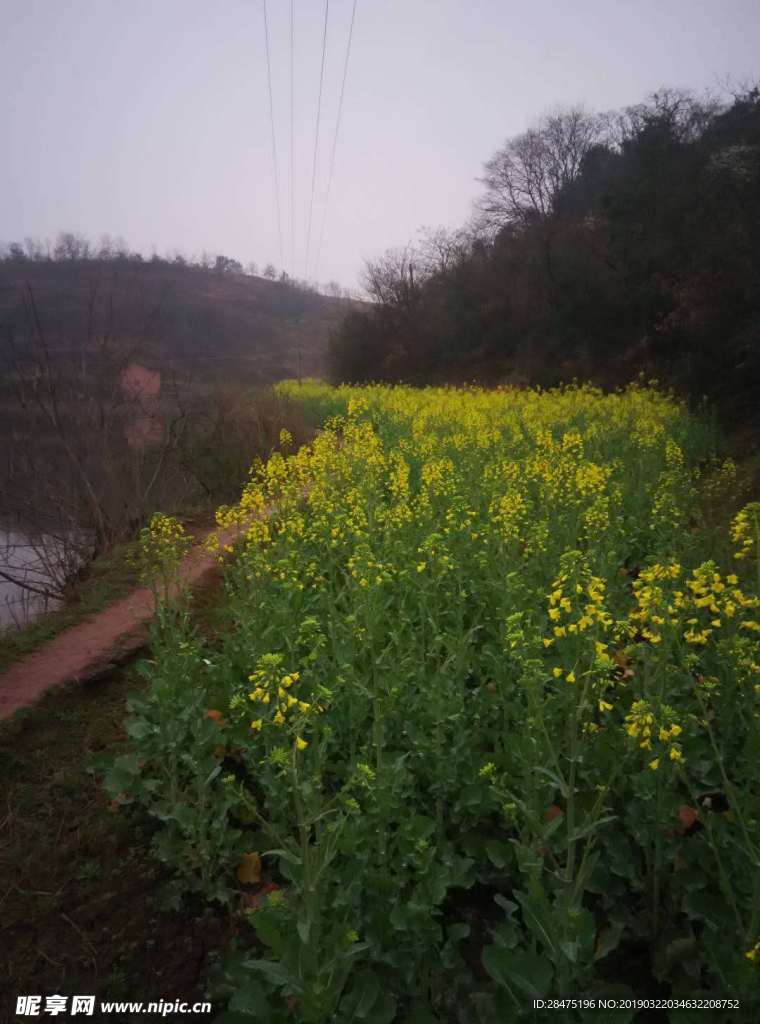 油菜花