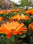小黄花