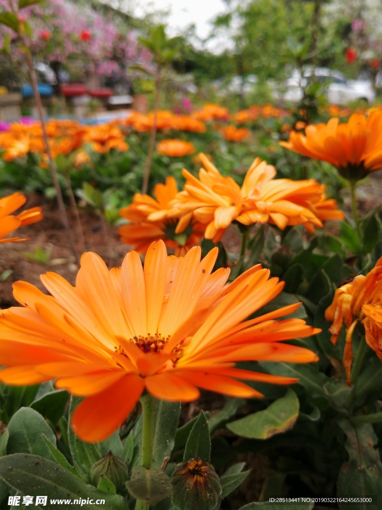 小黄花