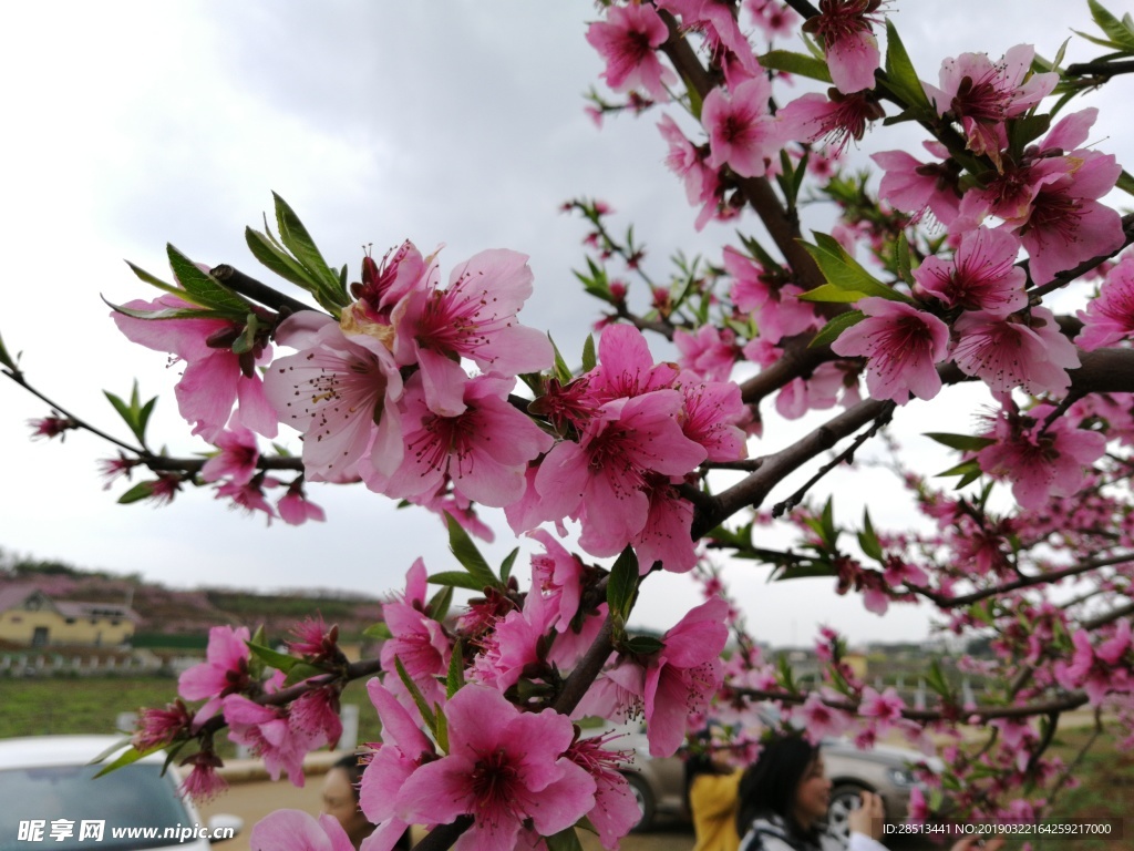 桃花