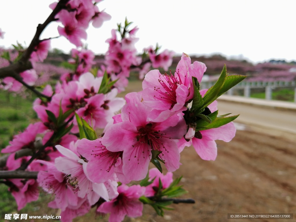 桃花