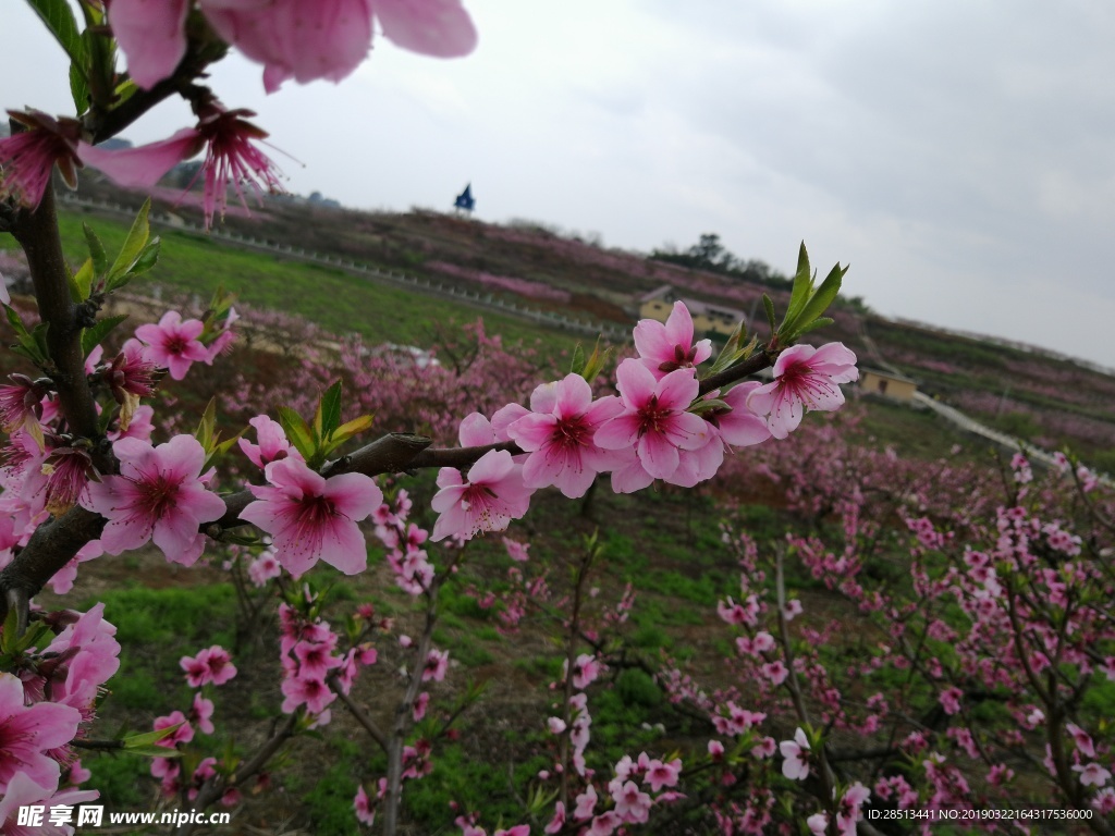 桃花