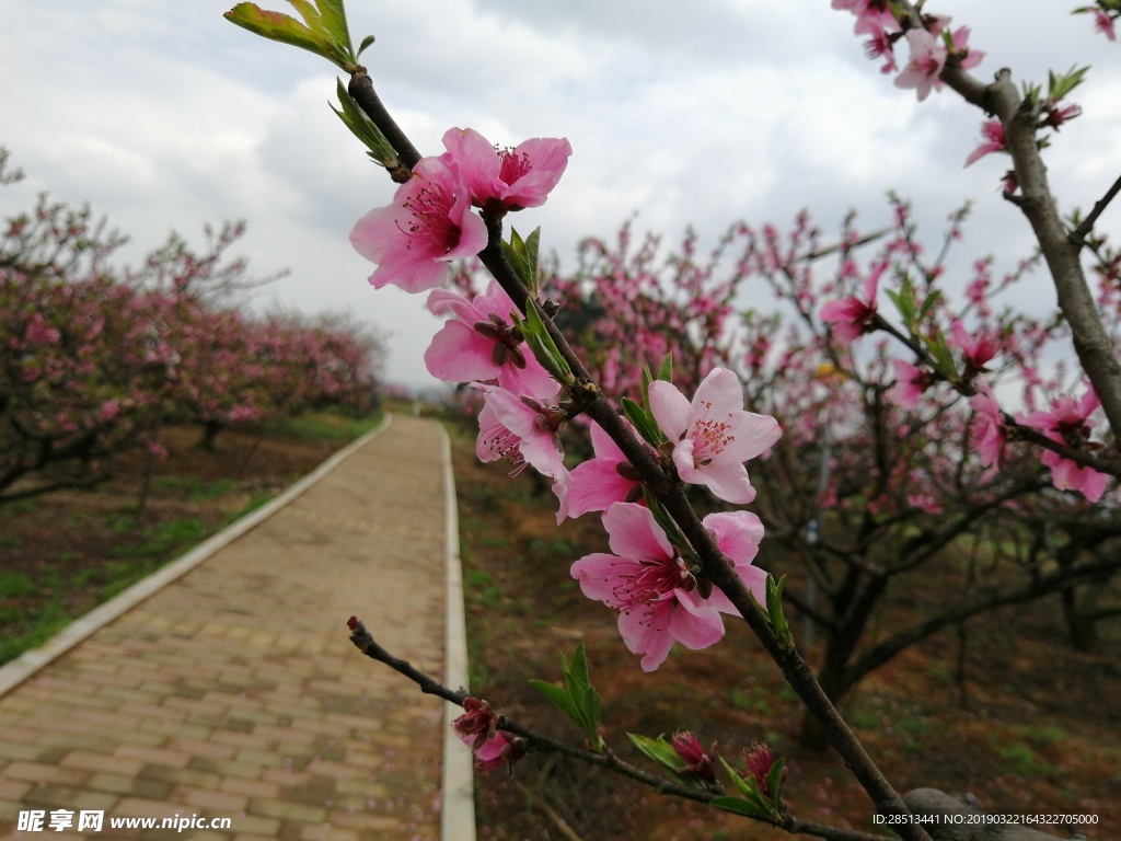 桃花道路