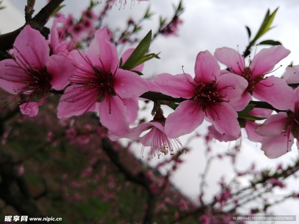 桃花