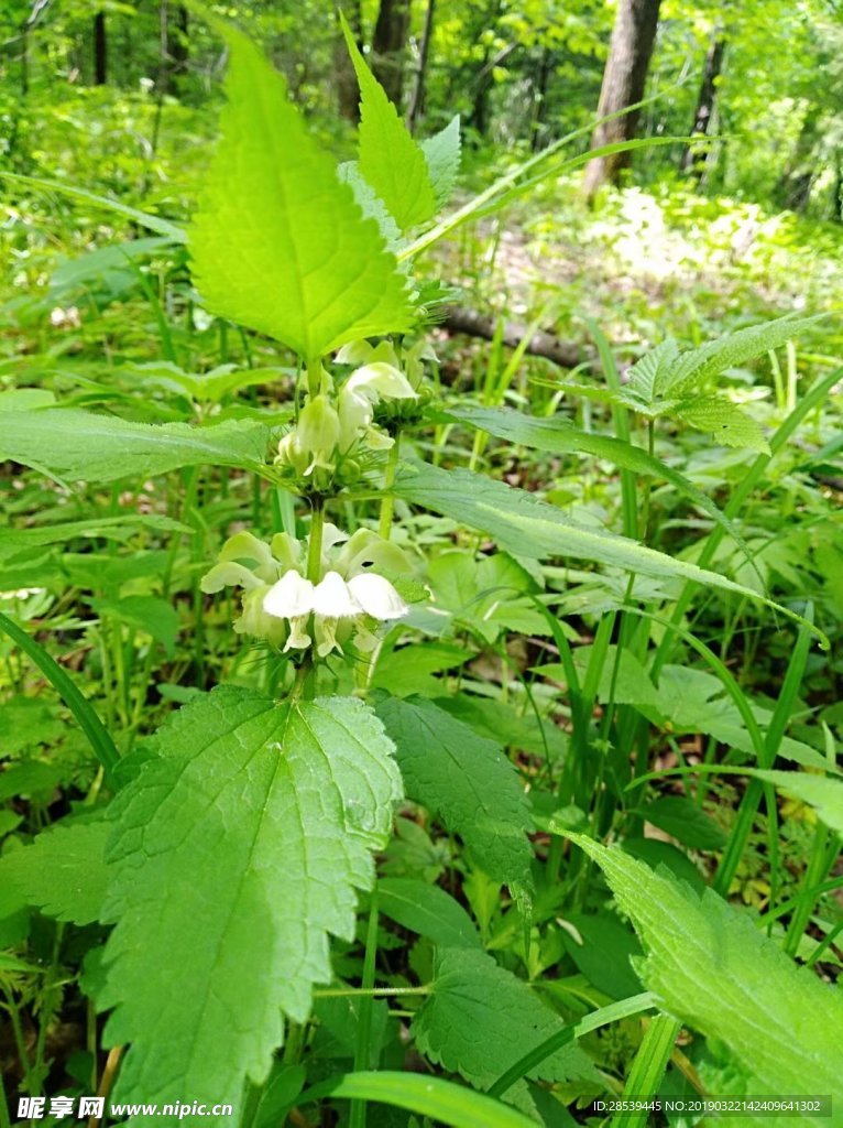 野花