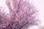 樱花树