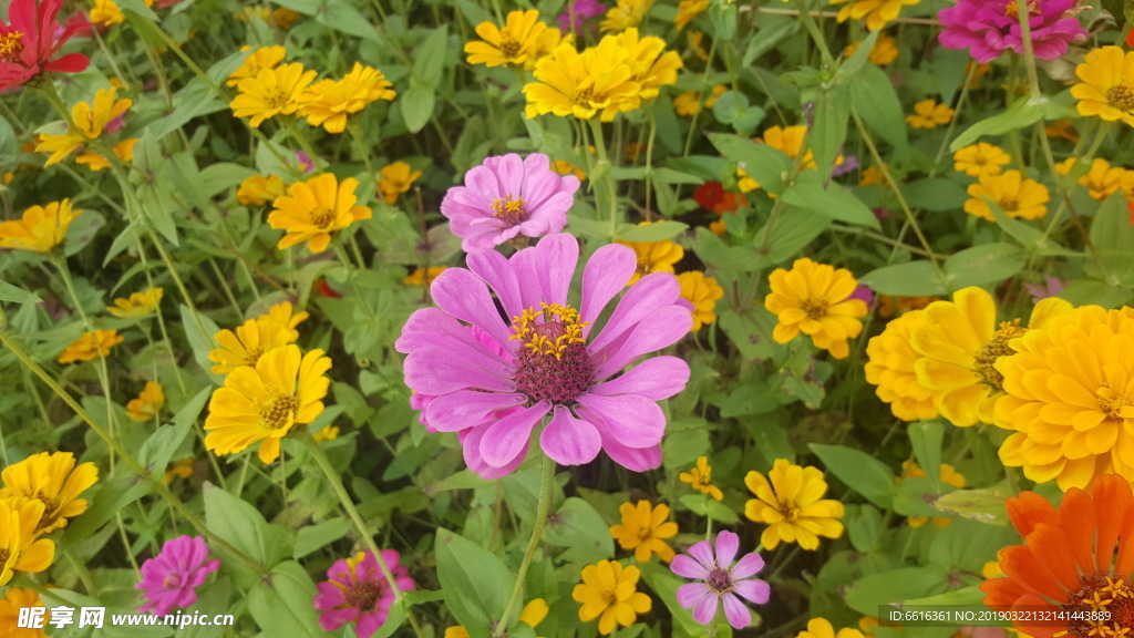 百亩花田赏花