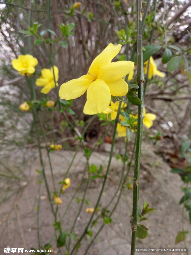 迎春花