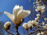玉兰花