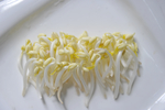 绿豆芽