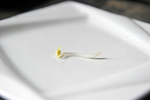 绿豆芽