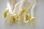 绿豆芽