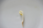绿豆芽
