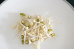 绿豆芽