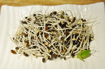 黑豆芽