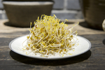 扁豆芽