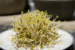 扁豆芽