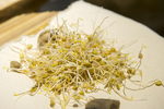 扁豆芽