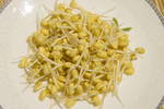 黄豆芽