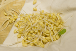 黄豆芽