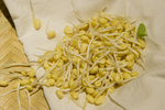 黄豆芽
