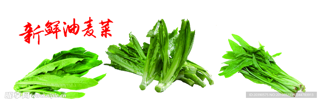 油麦菜