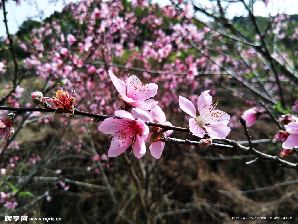 桃花