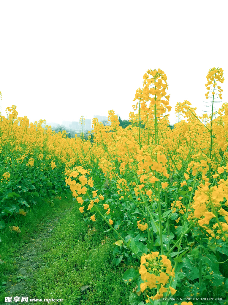 油菜花