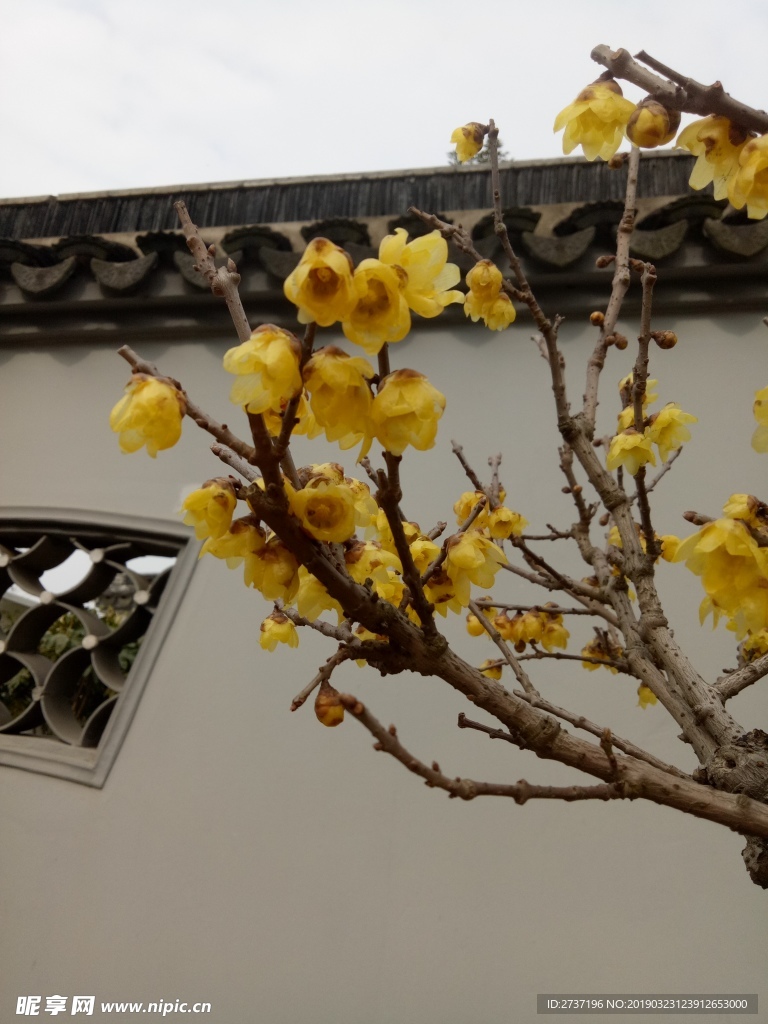 梅花
