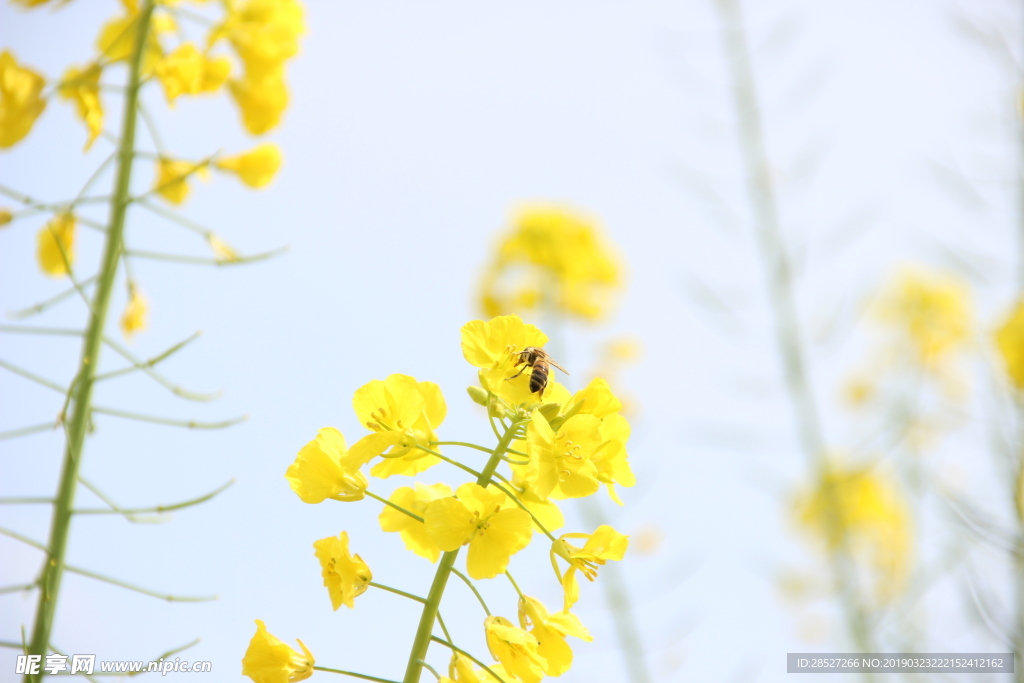 油菜