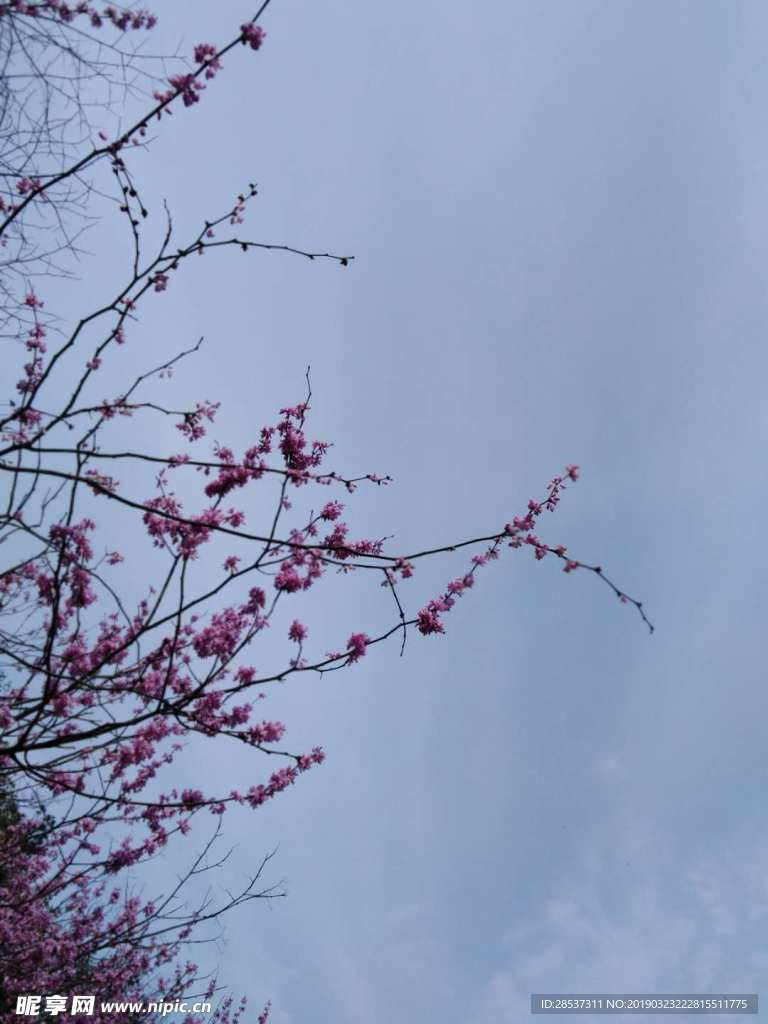 桃红色花
