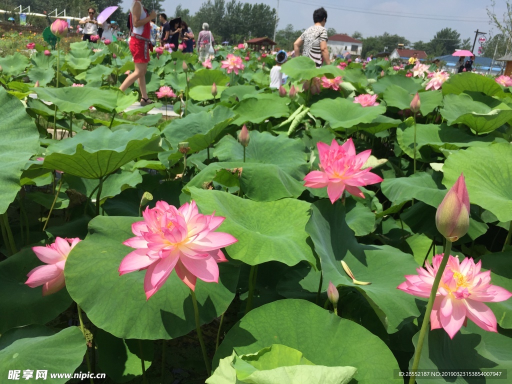 荷花莲花