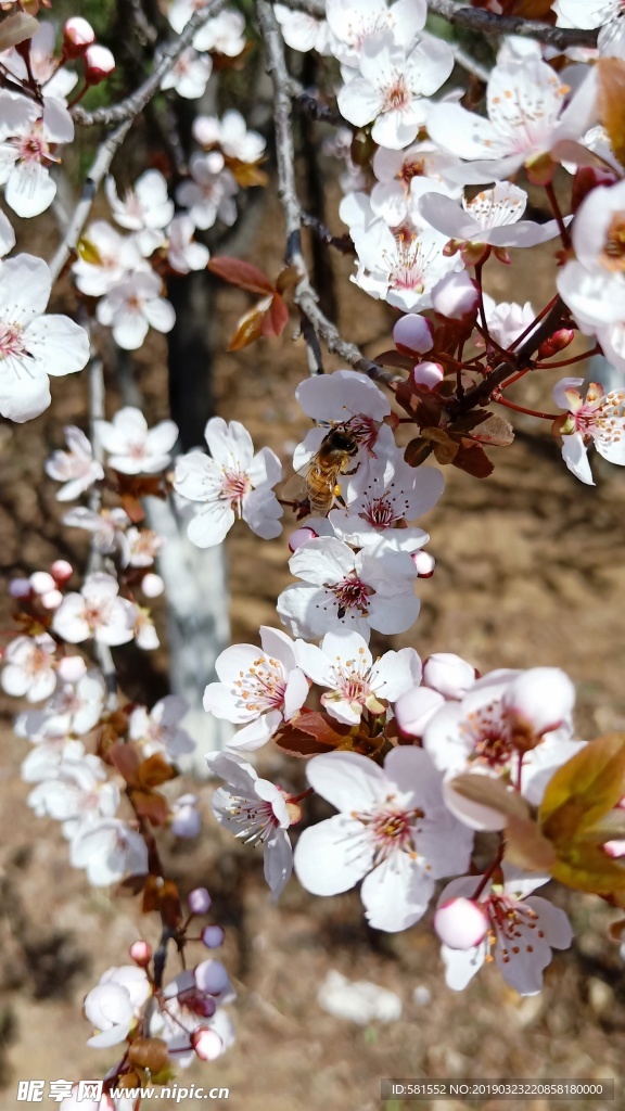 杏花  蜜蜂