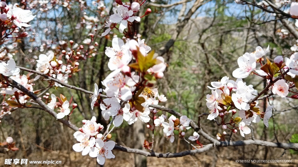 杏花  蜜蜂