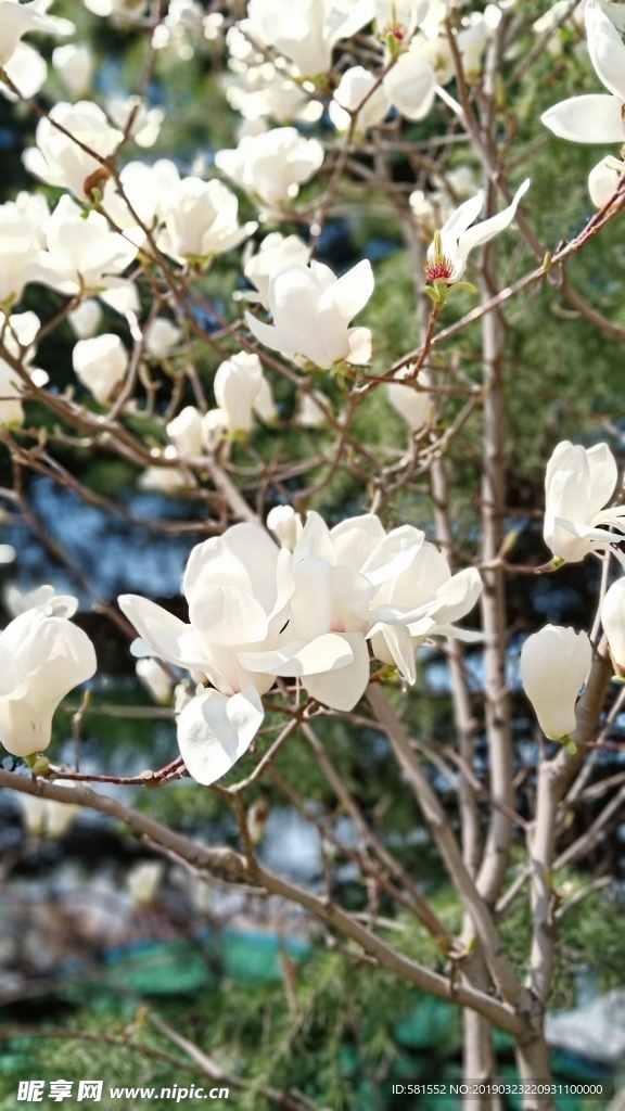 白玉兰