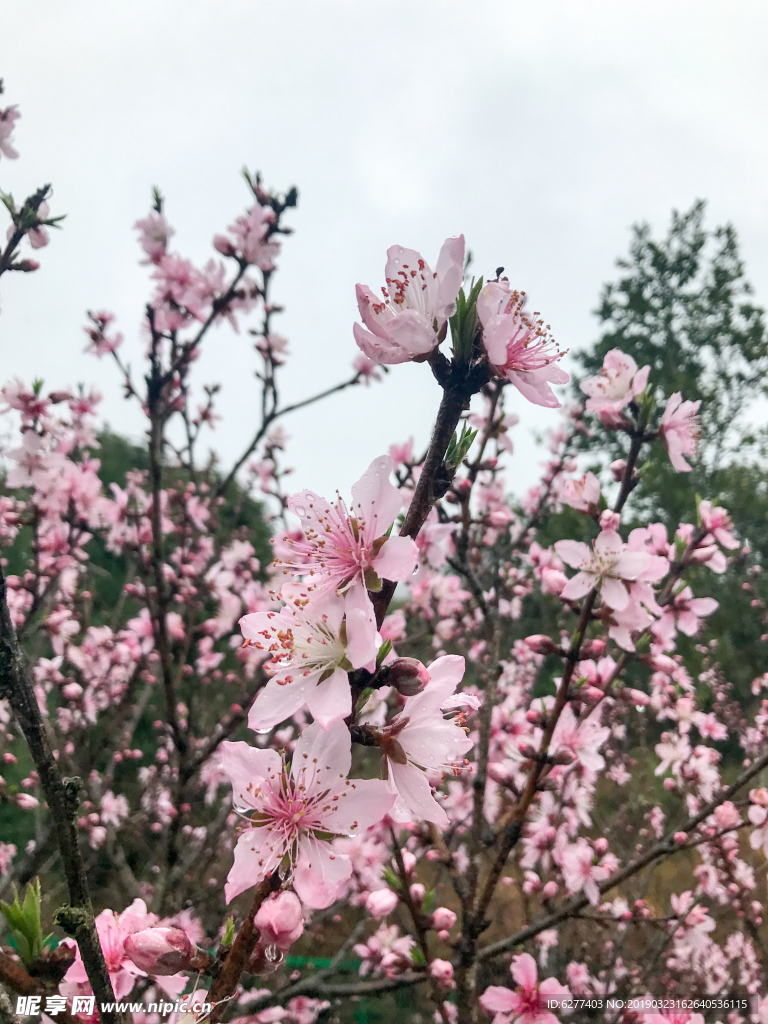 雨中桃花