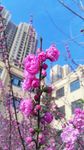 碧桃