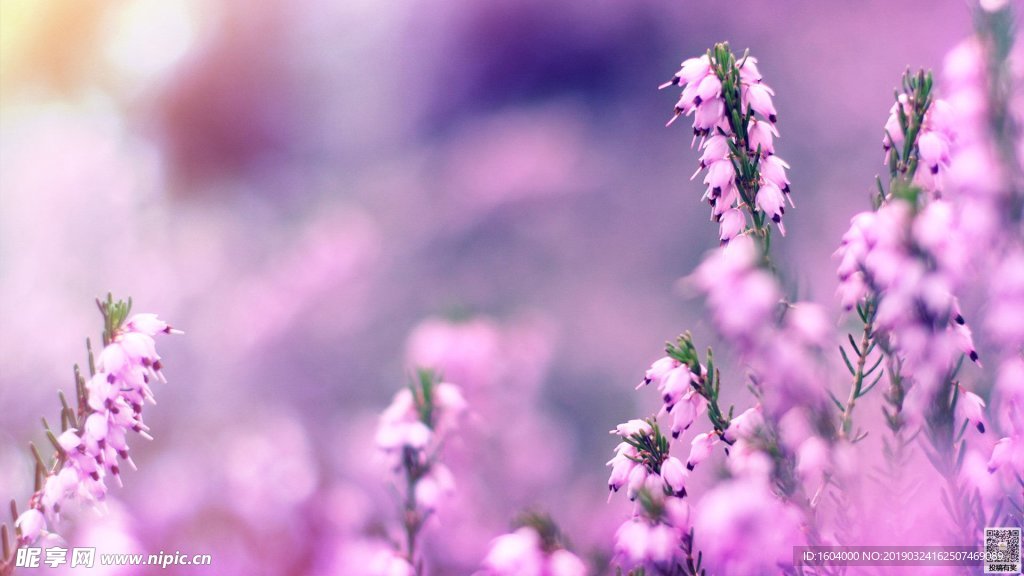 粉色花草