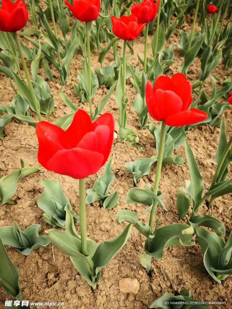 地上种的花