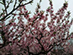 春天的桃花园景