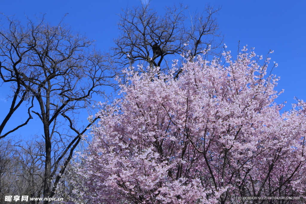 樱花