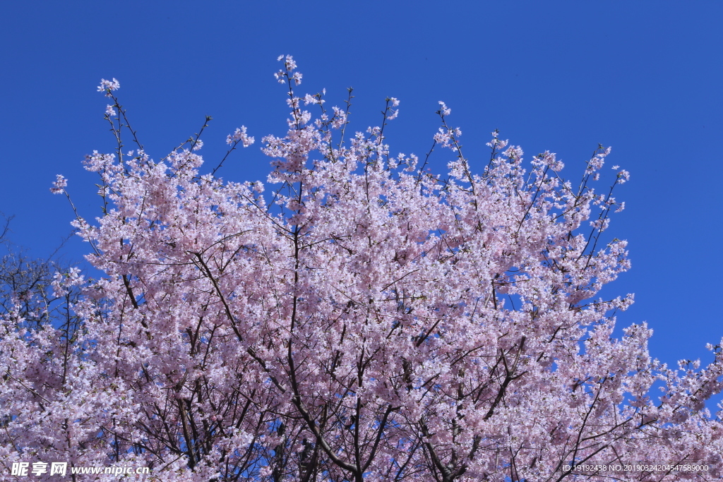 樱花