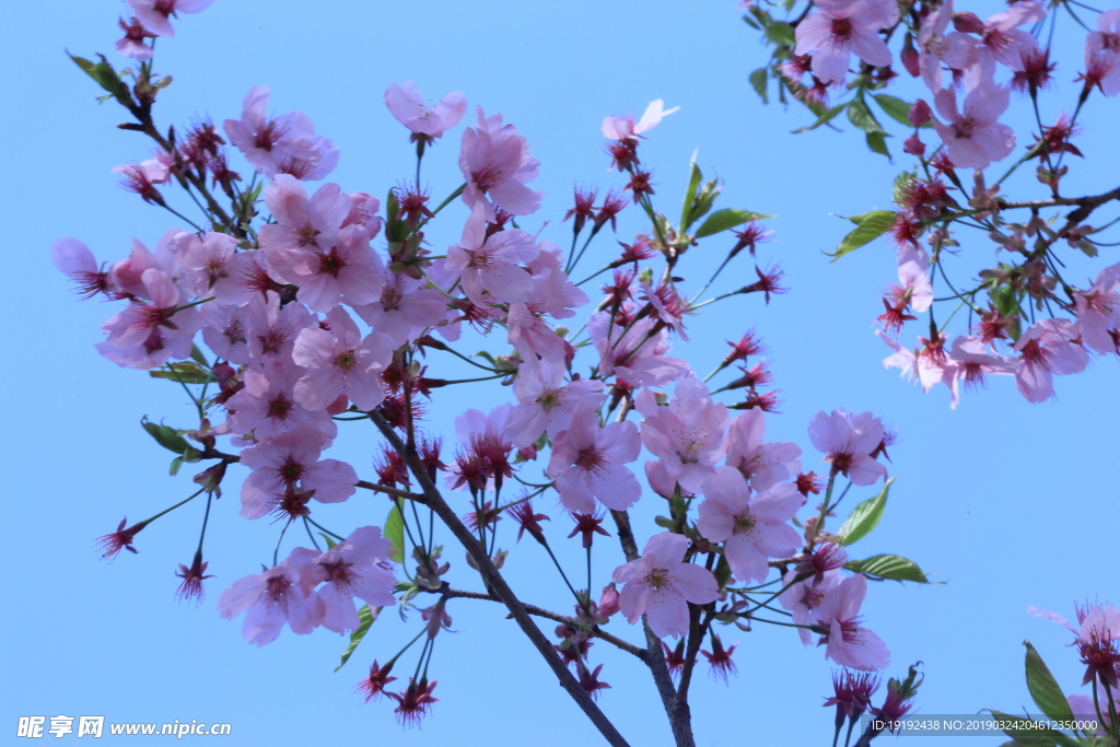 樱花