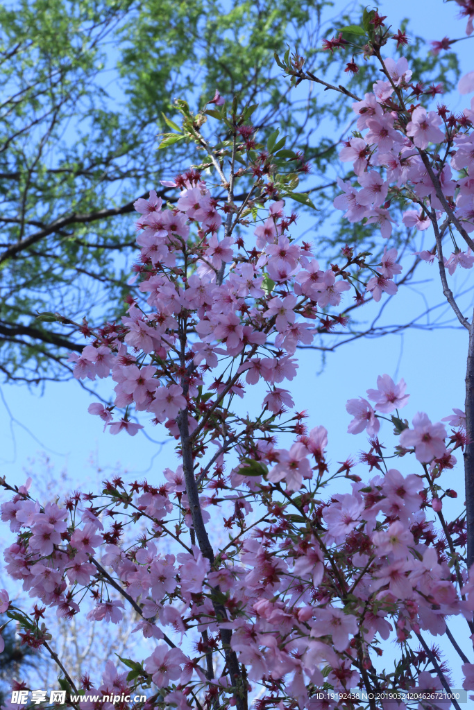 樱花