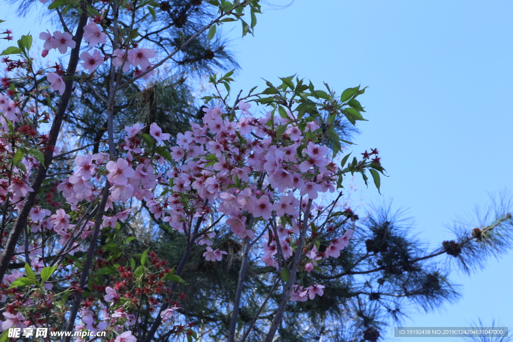 樱花