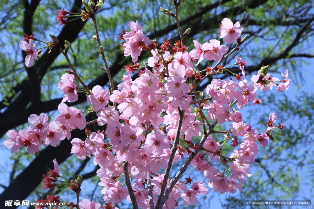 樱花