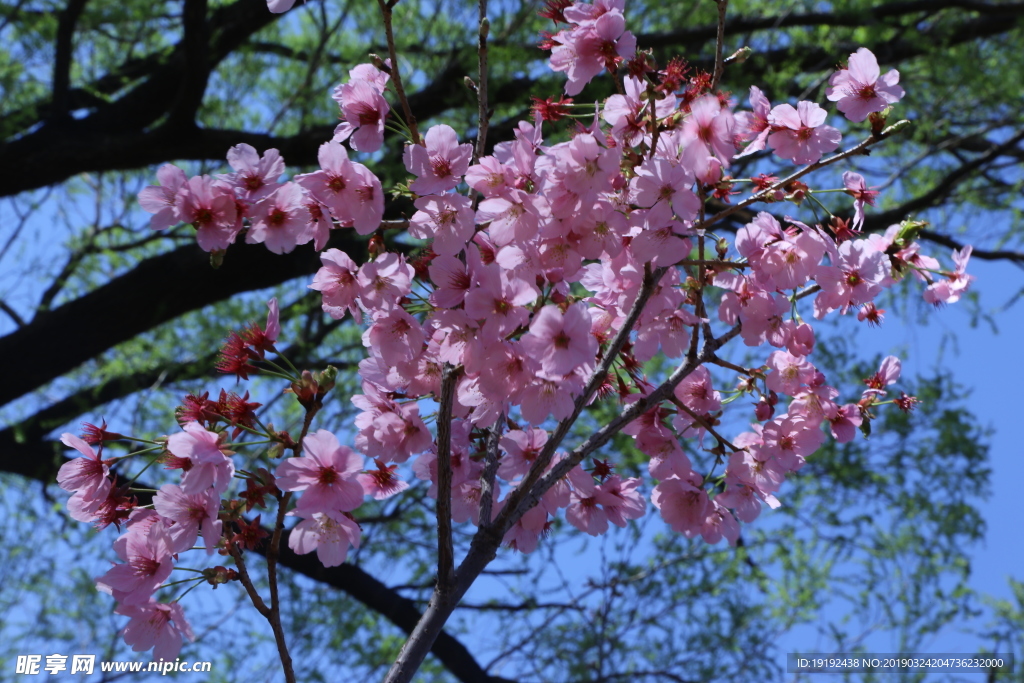 樱花
