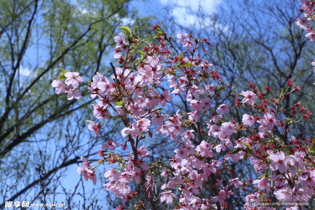 樱花